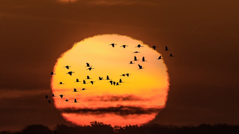 Flock of Birds at Sunset — Orange, Dramatic, Photograph, Sun, Sky, Clouds