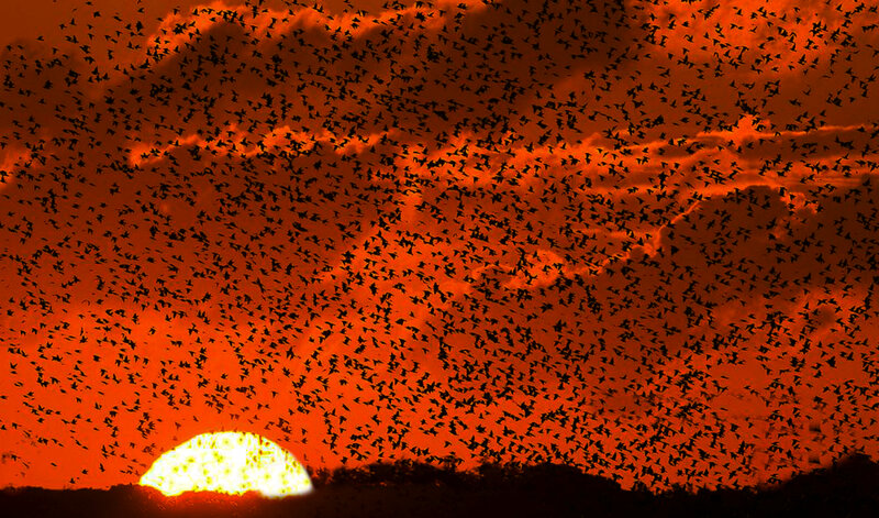 Flock of Birds at Sunset — Orange, Dramatic, Photograph, Sun, Sky