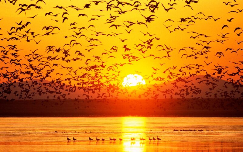 Flock of Birds at Sunset — Orange, Dramatic, Photograph, Sun
