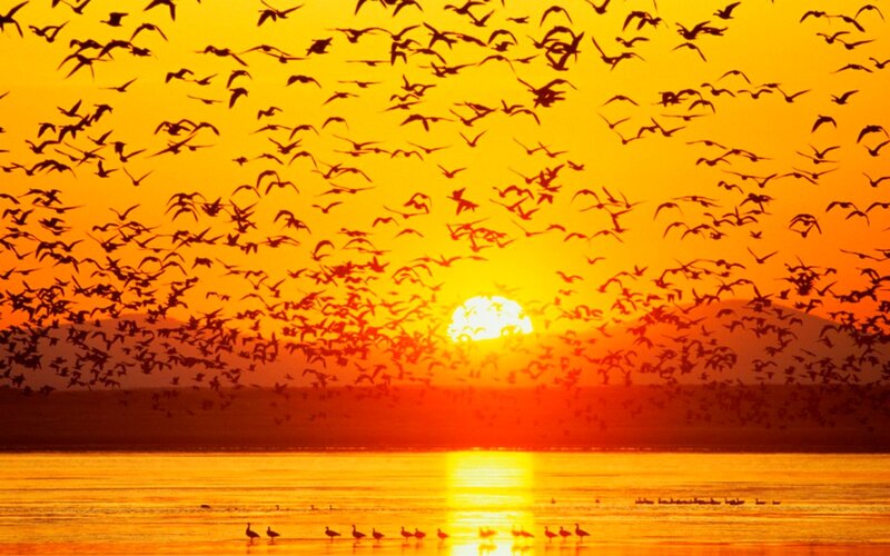 Flock of Birds at Sunset — Orange, Dramatic, Photograph, Sun, Water