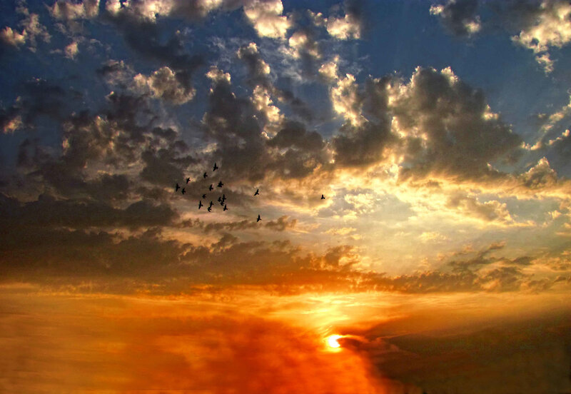 Flock of Birds at Sunset — Orange, Dramatic, Photograph
