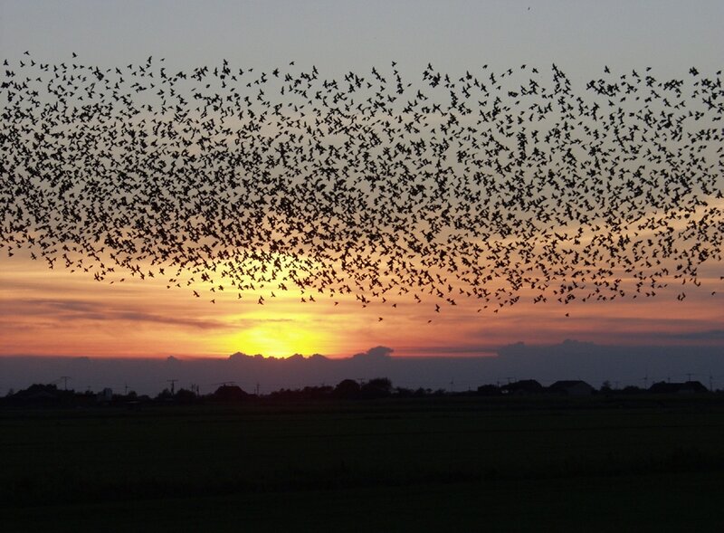 Flock of Birds at Sunset — Orange, Dramatic