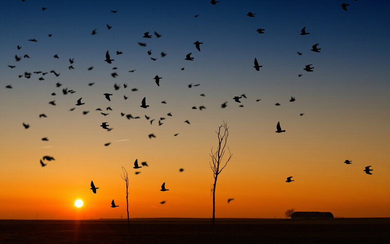 Flock of Birds at Sunset — Orange, Serene, Photograph, Sun, Tree