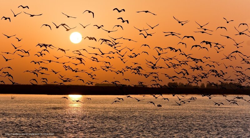 Flock of Birds at Sunset — Orange, Serene, Photograph