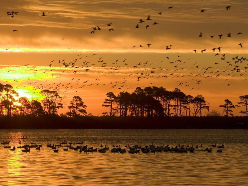 Flock of Birds at Sunset — Orange, Serene, Photograph, Trees