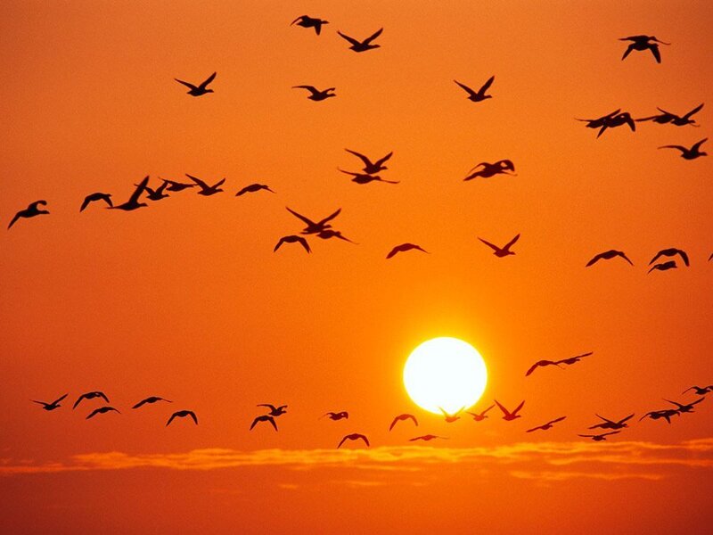 Flock of Birds at Sunset — Orange