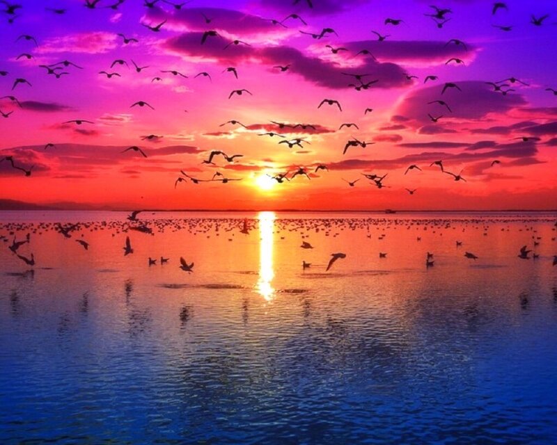 Flock of Birds at Sunset — Purple
