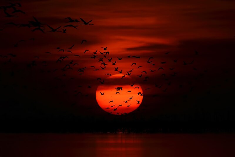 Flock of Birds at Sunset — Red, Dramatic