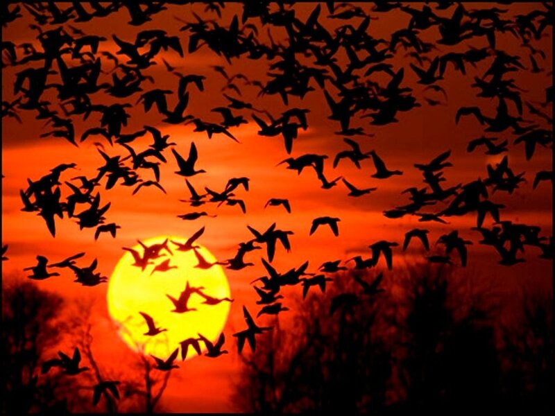 Flock of Birds at Sunset — Red