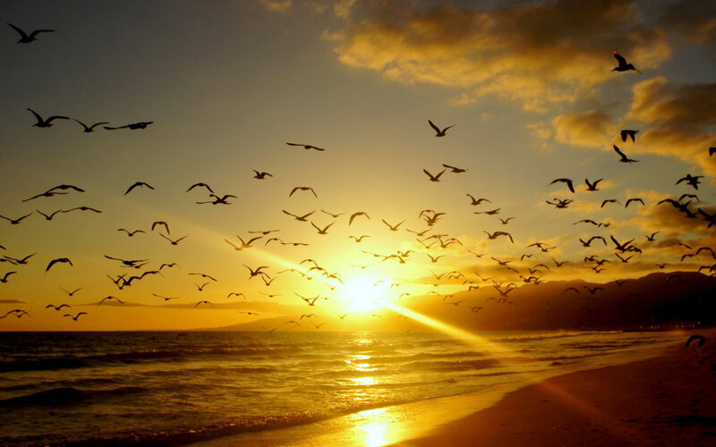 Flock of Birds at Sunset — Yellow, Dramatic, Photograph, Ocean