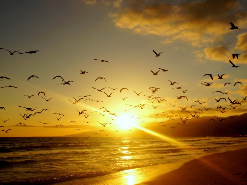 Flock of Birds at Sunset — Yellow, Serene, Photograph