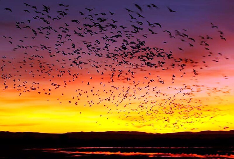 Flock of Birds at Sunset — Yellow