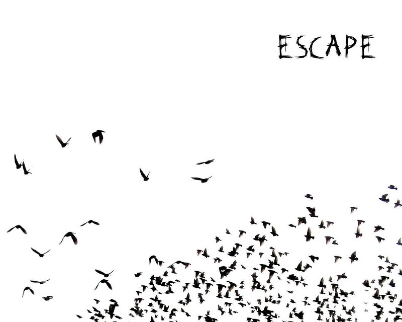 flock of birds escaping