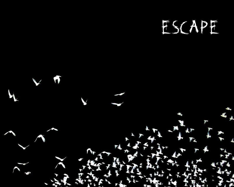 flock of birds escaping