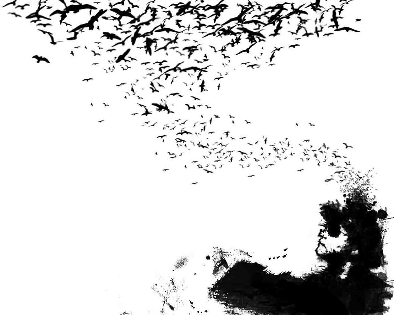 flock of birds flying