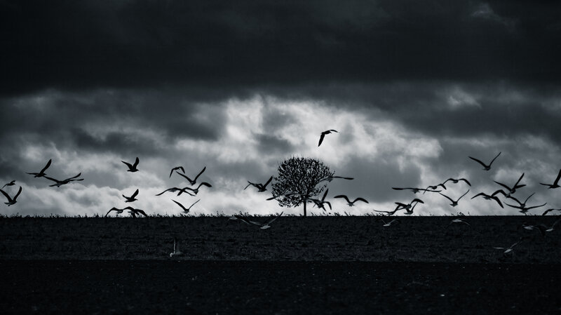 Flock of Birds Flying — Black, Dramatic