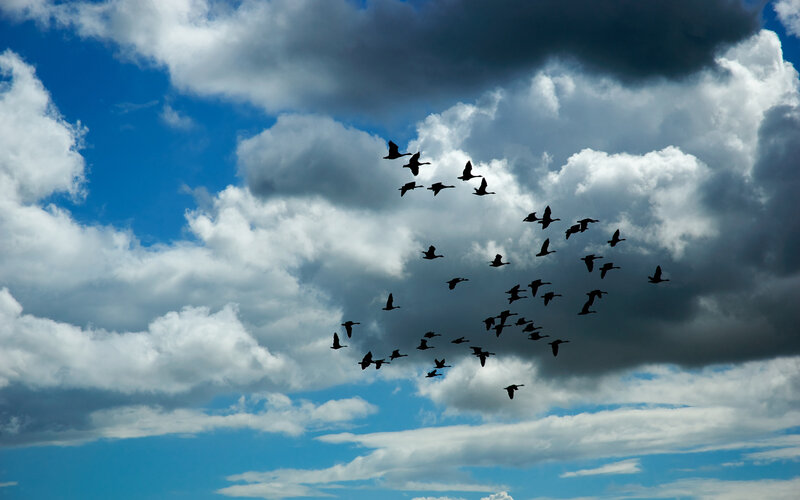 Flock of Birds Flying — Blue, Dramatic, Afternoon