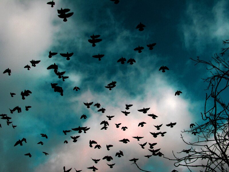 Flock of Birds Flying — Blue, Dramatic, Sunset