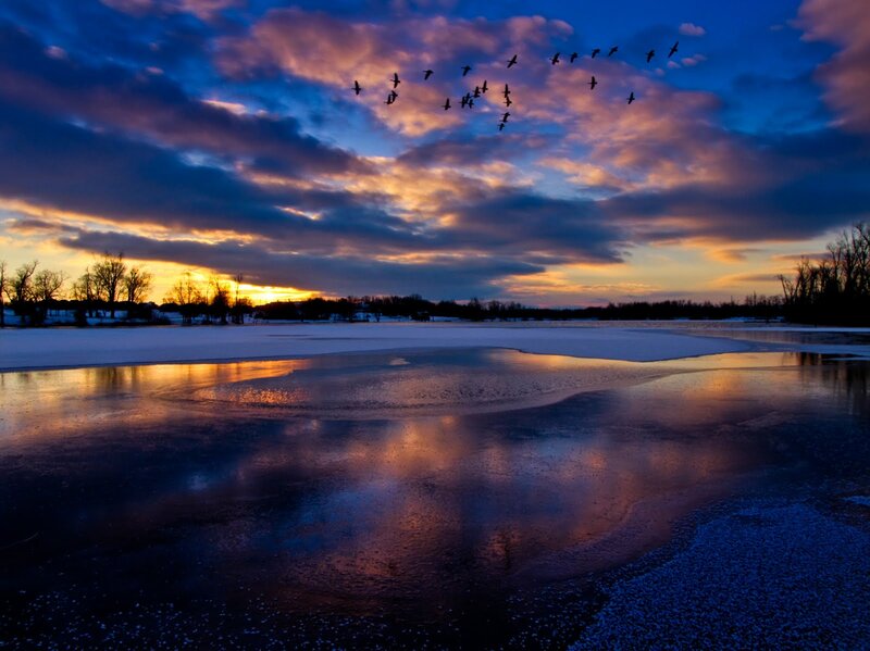 Flock of Birds Flying — Blue, Dramatic