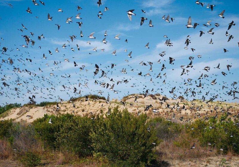 Flock of Birds Flying — Blue, Dynamic