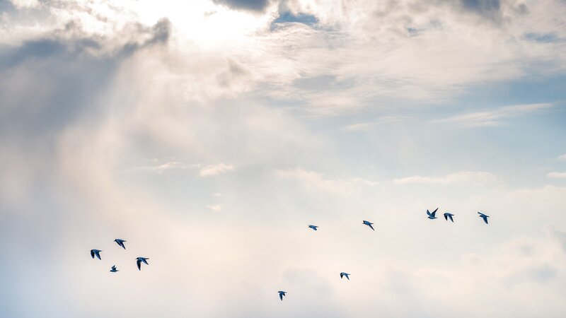 Flock of Birds Flying — Blue, Serene, Morning