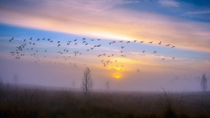 Flock of Birds Flying — Blue, Serene, Sunset, Photograph, Sun