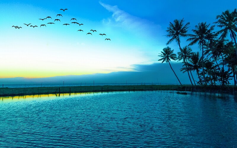 Flock of Birds Flying — Blue, Serene, Sunset, Photograph