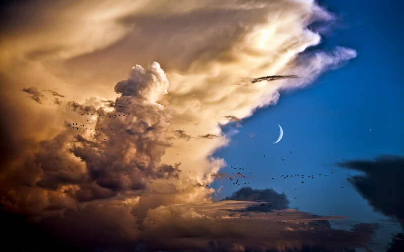 Flock of Birds Flying — Blue