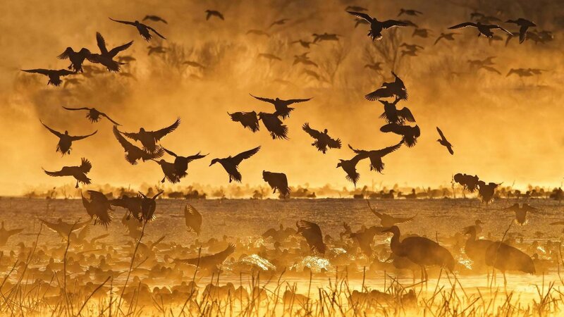 Flock of Birds Flying — Gold, Dramatic, Sunset