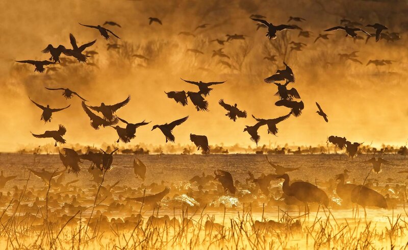 Flock of Birds Flying — Gold, Dramatic