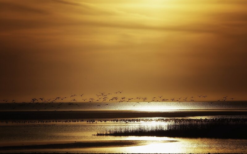 Flock of Birds Flying — Gold