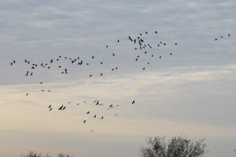 Flock of Birds Flying — Gray, Calm