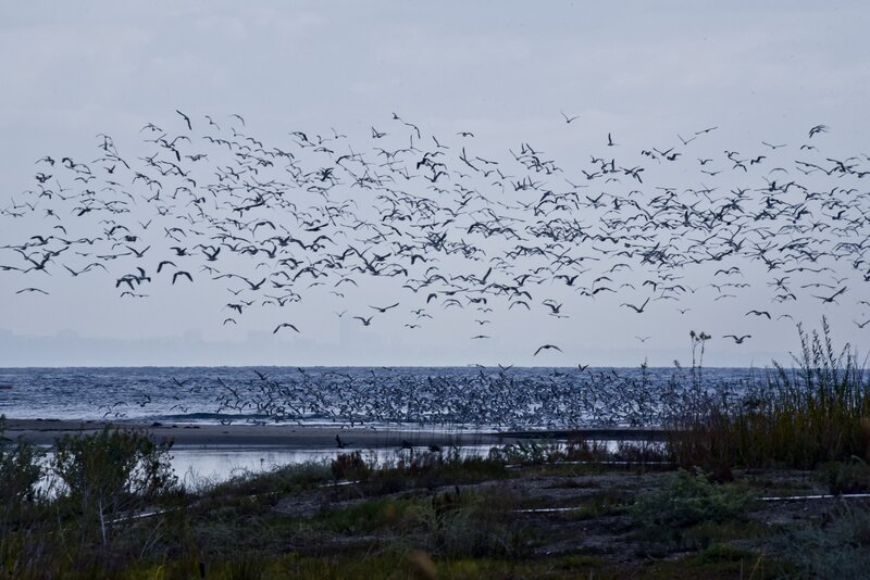 Flock of Birds Flying — Gray, Dramatic, Morning