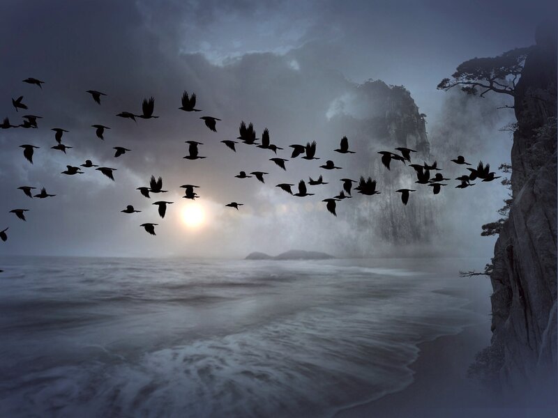 Flock of Birds Flying — Gray, Dramatic