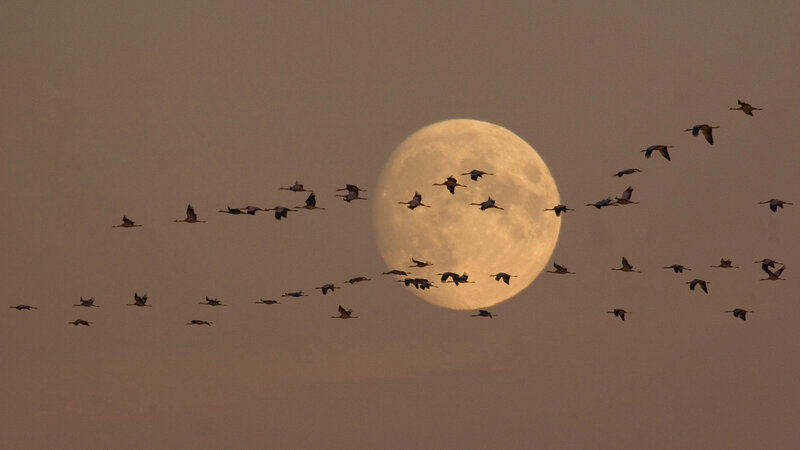 Flock of Birds Flying — Gray