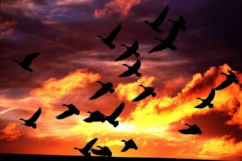 Flock of Birds Flying — Orange, Dramatic, Sunset, Photograph, Sky, Clouds, Silhouette