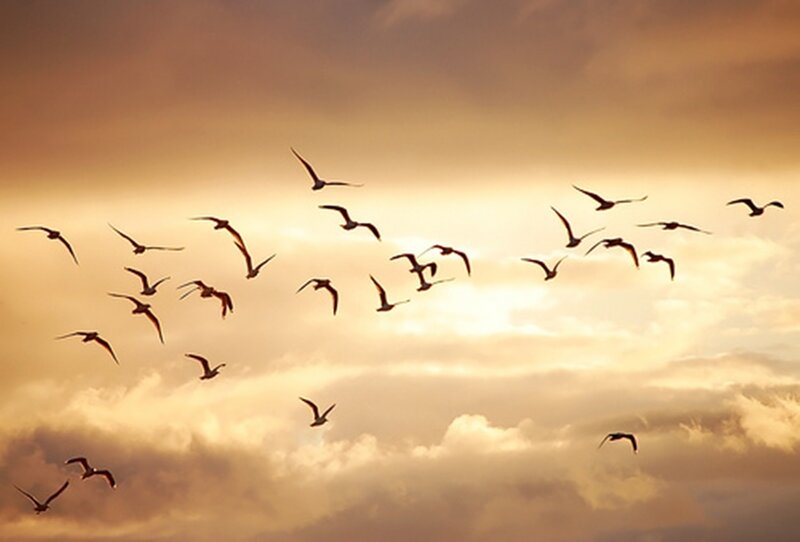 Flock of Birds Flying — Orange, Dramatic, Sunset, Photograph, Sky, Clouds