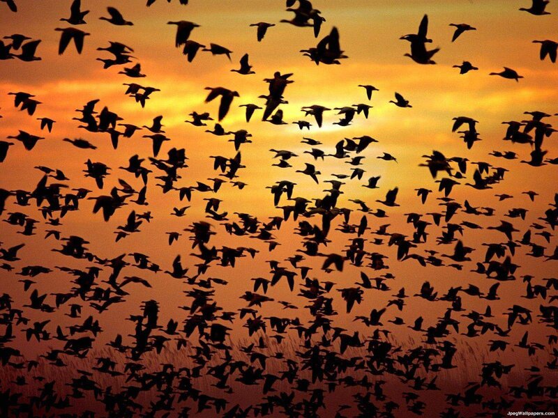 Flock of Birds Flying — Orange, Dramatic, Sunset, Photograph