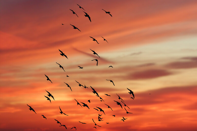 Flock of Birds Flying — Orange, Dramatic, Sunset