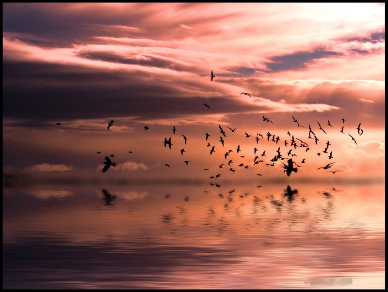 Flock of Birds Flying — Orange, Dramatic