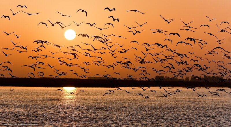 Flock of Birds Flying — Orange, Serene, Sunset, Photograph, Sun, Water