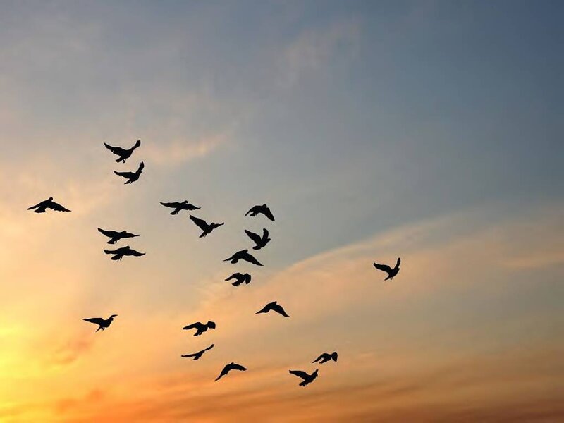 Flock of Birds Flying — Orange, Serene, Sunset, Photograph
