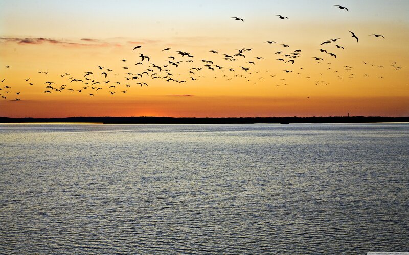Flock of Birds Flying — Orange, Serene, Sunset