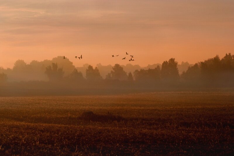 Flock of Birds Flying — Orange, Serene