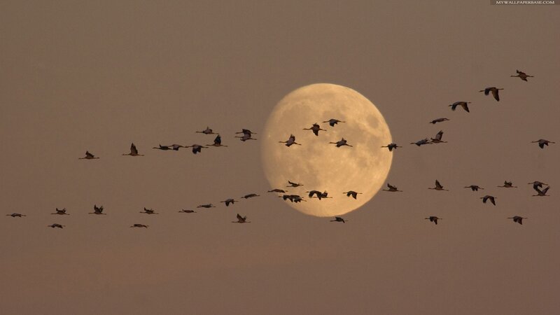 Flock of Birds Flying — Orange