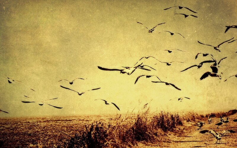 flock of birds flying over beach