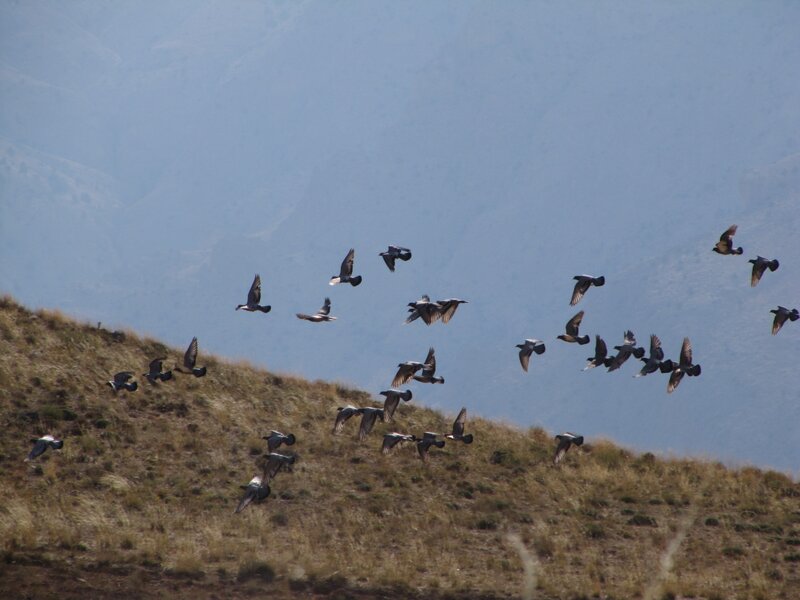 flock of birds flying over hill