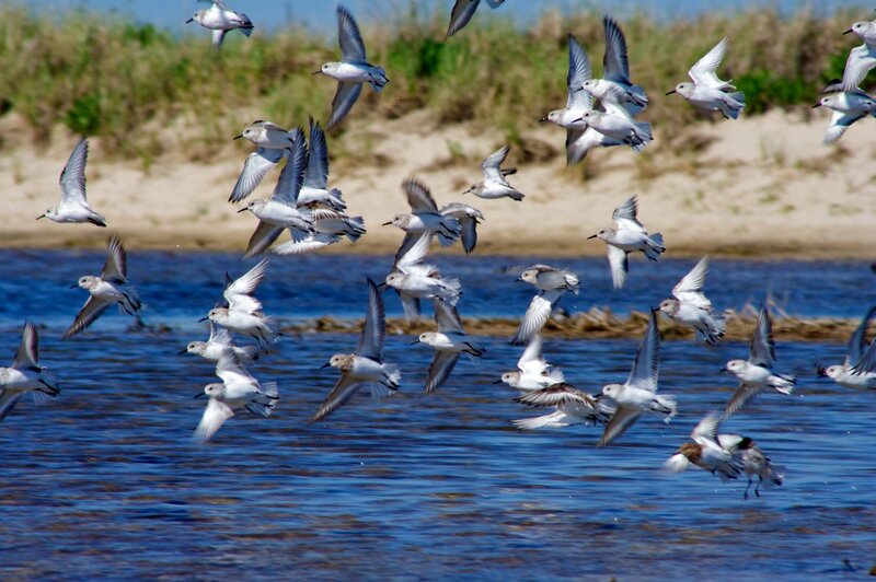flock of birds flying over water