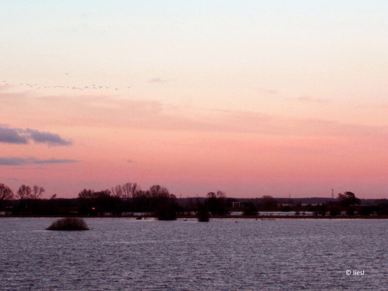 Flock of Birds Flying — Pink