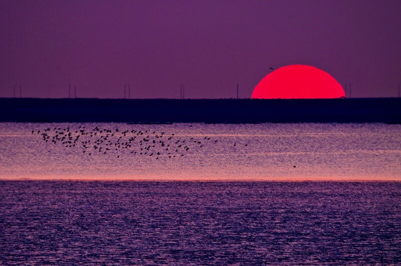 Flock of Birds Flying — Purple, Dramatic